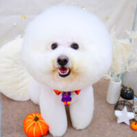 【池下店】2021年10月9日のワンちゃん達♪