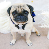 【池下店】2021年10月10日のワンちゃん達♪