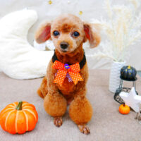 【池下店】2021年10月14日のワンちゃん達♪