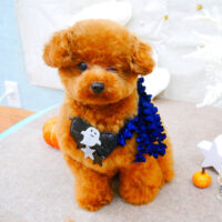 【池下店】2021年10月15日のワンちゃん達♪