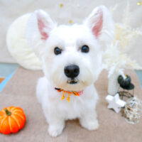 【池下店】2021年10月16日のワンちゃん達♪