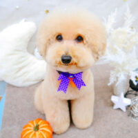 【池下店】2021年10月17日のワンちゃん達♪