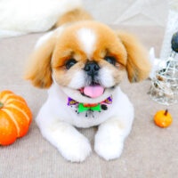 【池下店】2021年10月18日のワンちゃん達♪