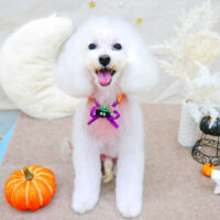 【池下店】2021年10月21日のワンちゃん達♪