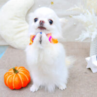 【池下店】2021年10月22日のワンちゃん達♪