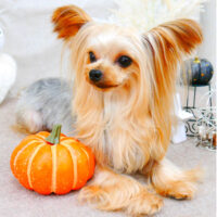 【池下店】2021年10月23日のワンちゃん達♪