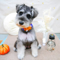 【池下店】2021年10月24日のワンちゃん達♪