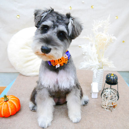 【池下店】2021年10月24日のワンちゃん達♪