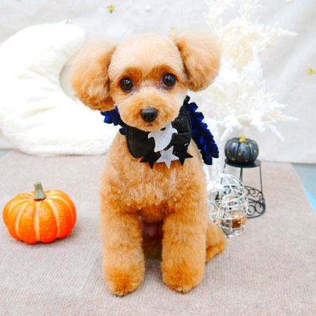 【池下店】2021年10月25日のワンちゃん達♪