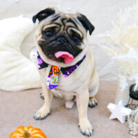 【池下店】2021年10月27日のワンちゃん達♪