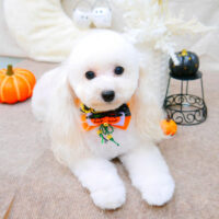 【池下店】2021年10月28日のワンちゃん達♪