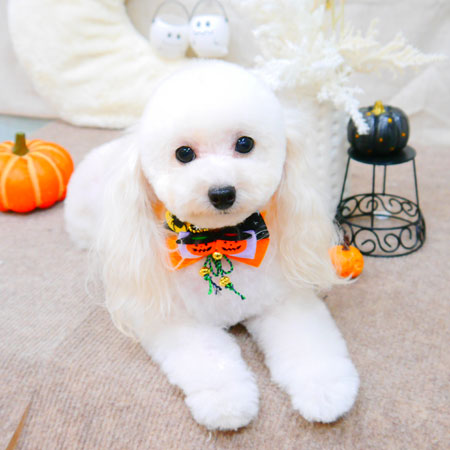 【池下店】2021年10月28日のワンちゃん達♪