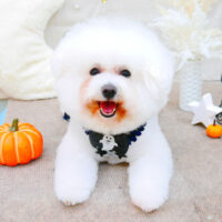 【池下店】2021年10月29日のワンちゃん達♪