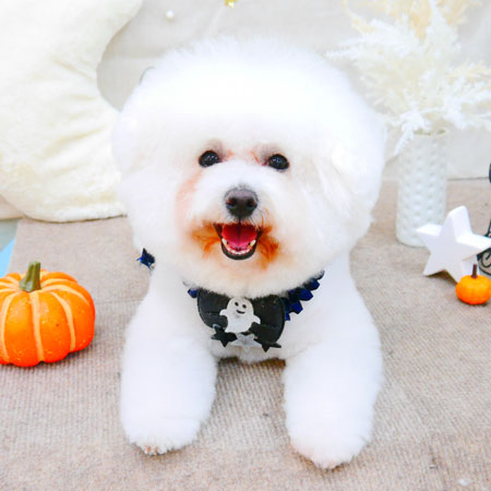 【池下店】2021年10月29日のワンちゃん達♪