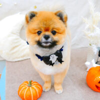 【池下店】2021年10月30日のワンちゃん達♪