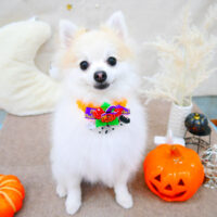 【池下店】2021年10月31日のワンちゃん達♪