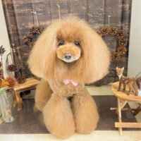 【本店】2021年11月18日のワンちゃん達♪