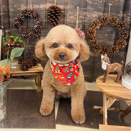 【本店】2021年11月25日のワンちゃん達♪