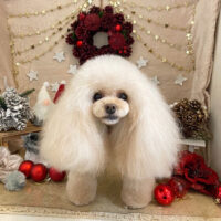 【本店】2021年11月27日のワンちゃん達♪