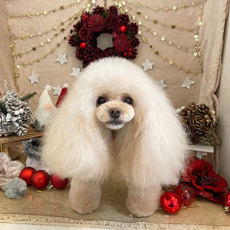 【本店】2021年11月27日のワンちゃん達♪