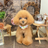 【本店】2021年11月8日のワンちゃん達♪