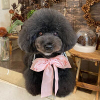 【本店】2021年11月12日のワンちゃん達♪