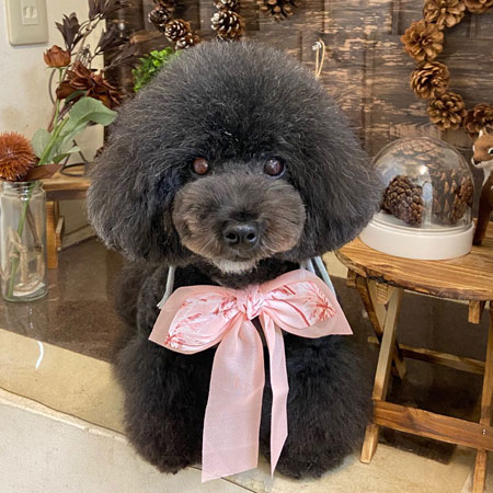 【本店】2021年11月12日のワンちゃん達♪