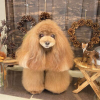 【本店】2021年11月13日のワンちゃん達♪