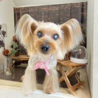 【本店】2021年11月15日のワンちゃん達♪