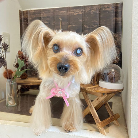 【本店】2021年11月15日のワンちゃん達♪