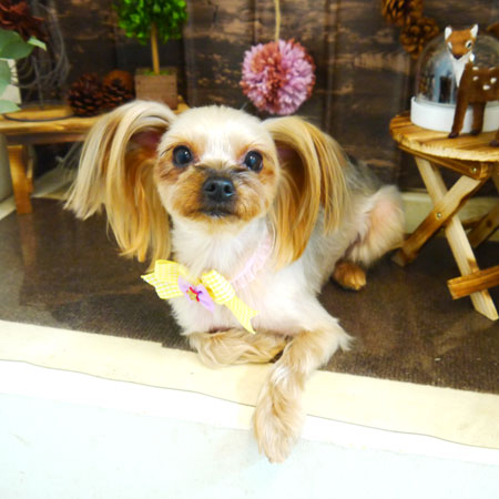 【本店】2021年11月1日のワンちゃん達♪