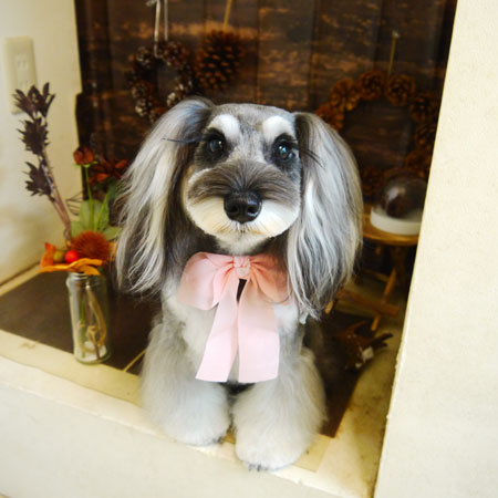 【本店】2021年11月4日のワンちゃん達♪