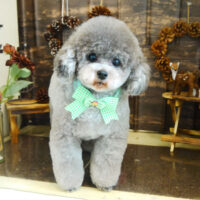 【本店】2021年11月5日のワンちゃん達♪