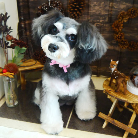 【本店】2021年11月6日のワンちゃん達♪