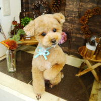 【本店】2021年11月7日のワンちゃん達♪