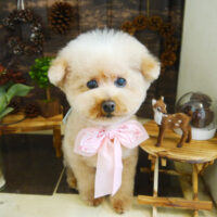 【本店】2021年11月11日のワンちゃん達♪