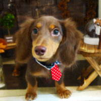 【本店】2021年11月14日のワンちゃん達♪