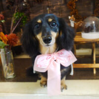 【本店】2021年11月19日のワンちゃん達♪