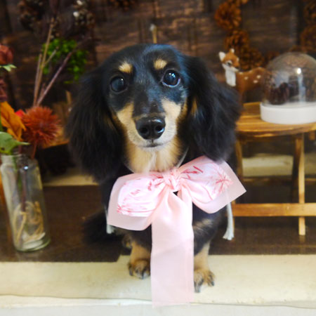 【本店】2021年11月19日のワンちゃん達♪