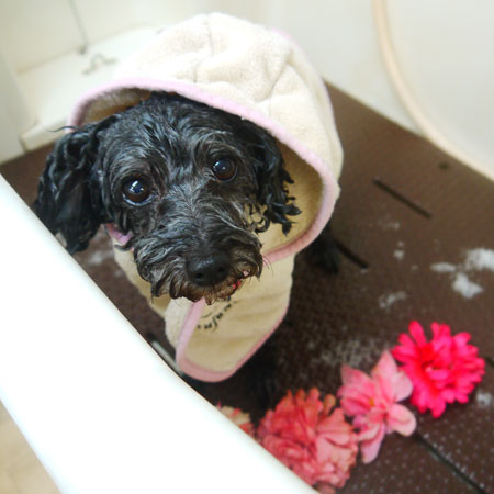 【本店】2021年11月20日のワンちゃん達♪