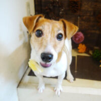 【本店】2021年11月21日のワンちゃん達♪