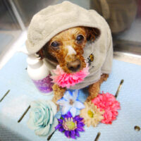 【本店】2021年11月22日のワンちゃん達♪