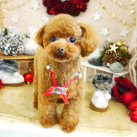 【本店】2021年11月26日のワンちゃん達♪