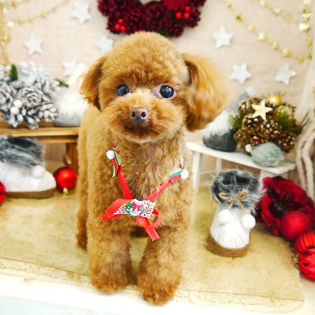 【本店】2021年11月26日のワンちゃん達♪