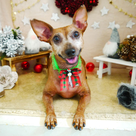 【本店】2021年11月28日のワンちゃん達♪