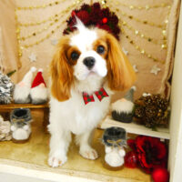 【本店】2021年11月29日のワンちゃん達♪