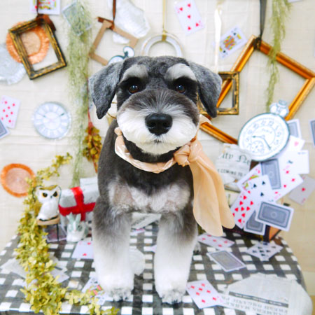 【山手店】2021年11月4日のワンちゃん達♪