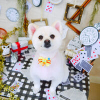 【山手店】2021年11月5日のワンちゃん達♪