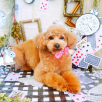 【山手店】2021年11月6日のワンちゃん達♪