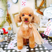 【山手店】2021年11月7日のワンちゃん達♪